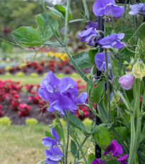 Hrachor vonný královský modrý - Lathyrus odoratus - semena hrachoru - 20 ks